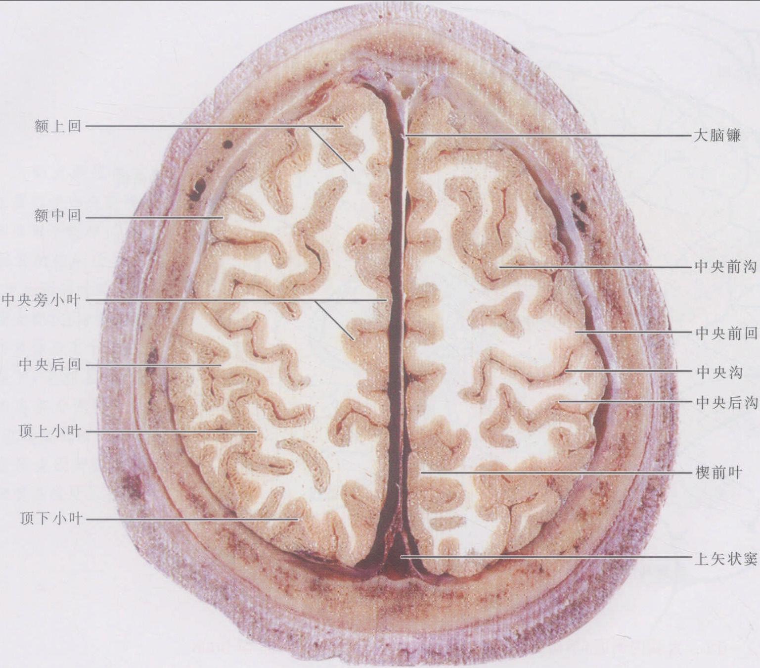 脑部解剖图图片素材_免费下载_svg图片格式_高清图片400018581_摄图网